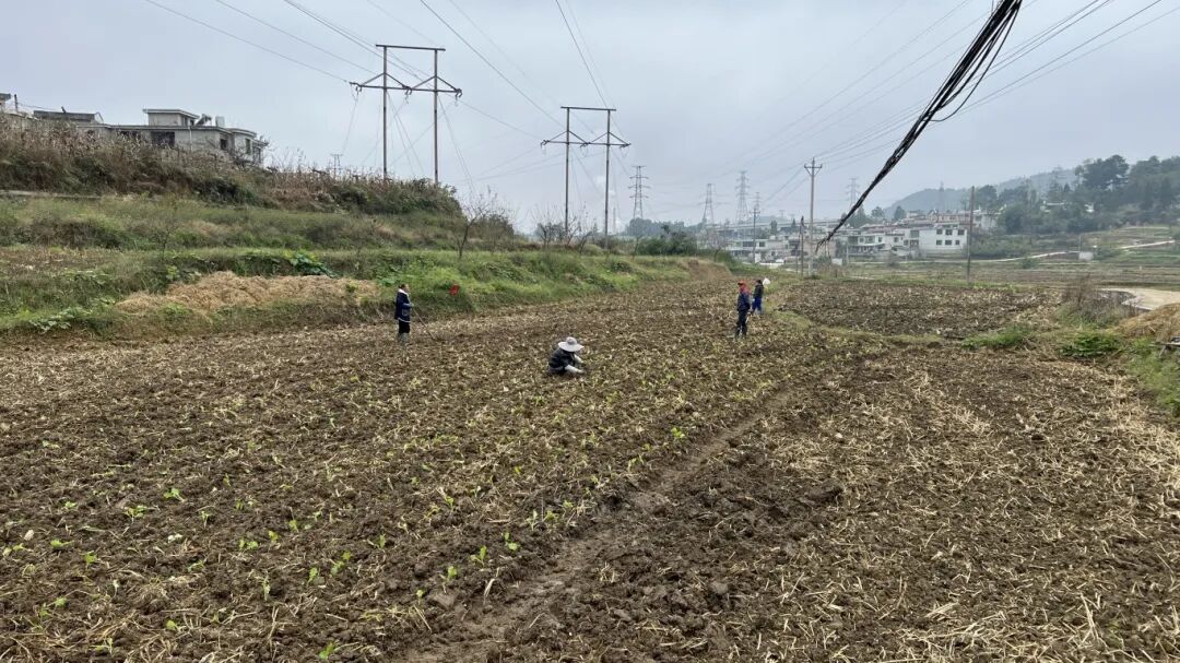 修文縣營官村：油菜栽種忙 產(chǎn)業(yè)增收旺